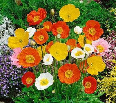 Iceland Poppy