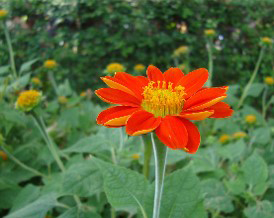 Mexican Sunflower