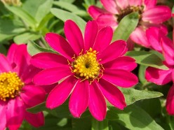 Mexican Zinnia