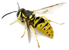 Wasp