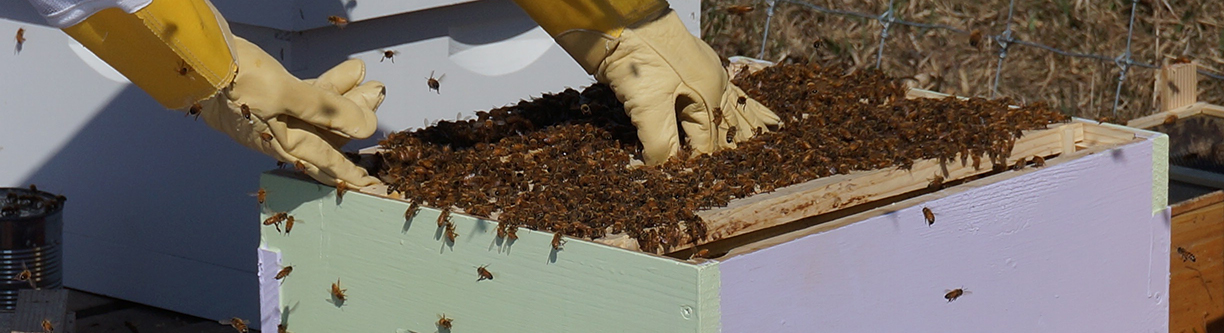 Beekeeping