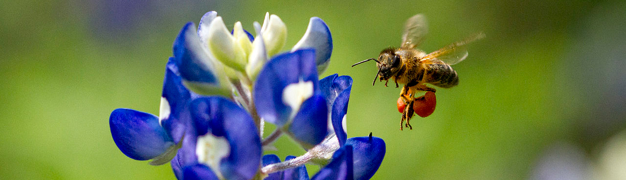 Honey bee approaching Texas blue bonnet