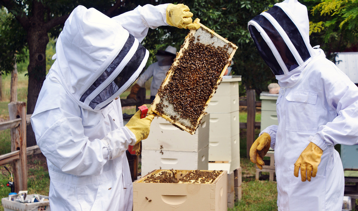 CCBA Mentorship Program - Chatham County Beekeepers Association